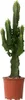 Wilczomlecz wielki - Euphorbia ingens - Wysokość 50-60cm - Podgląd zdjęcia produktu 2