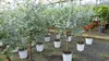 Eucalyptus Gunni Stamm Eukalyptusbaum, 70 - 90 cm, Pflanze Produktbild-Vorschau 5