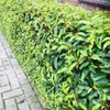 Prunus lusitanica Angustifolia - Švestka čičorka - Náhled obrázku produktu 4