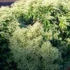 Pileostegia viburnoides, lierre grimpant à feuilles Voir les images du produit 2