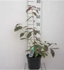 Callicarpa bodinieri 'Profusion' - Arbusto a bacche viola Anteprima dell’immagine prodotto 1