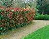 Photinia fraseri 'Red Robin', Glanzmispel, rot, 60–80 cm Produktbild-Vorschau 12