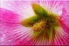SAFLAX  - Stockrosen - Mix - Alcea rosea - 100 Samen - Mit Produktbild-Vorschau 4