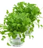 Enseleits 2er Set Koriander Coriandrum sativum Produktbild-Vorschau 1