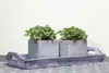 Melissa officinalis, Zitronenmelisse, aromatisch, ca. 11x11 Produktbild-Vorschau 3