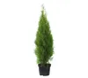 Dehner Thuja Smaragd, immergrün, ca. 100-125 cm, 9.9 l Produktbild-Vorschau 1