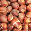 Narcis - 50 x Narcis Thalia Náhled obrázku produktu 2
