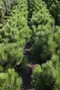 Pinus mugo 'Pumilio', Bergkiefer, kompakt, 25–30 cm Produktbild-Vorschau 9