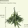 Meergroothandel Platycerium Hirschhorn (fougère corne de Voir les images du produit 4