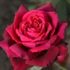 Rosa  - Kordes Parfuma® Rose - Rosa 'Gräfin Diana'® Produktbild-Vorschau 1