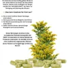 Echte Goldrute Solidago Goldrutenkraut 720 (4x180) Kapseln Produktbild-Vorschau 2
