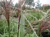 Miscanthus sinensis Malepartus - China-Schilf Malepartus Produktbild-Vorschau 2
