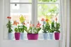 Orchids in pots on a windowsill. Produktbild-Vorschau