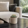 Astrophytum asterias - Zee-egelcactus - Zeldzaamheid - 8,5 Productafbeelding-voorbeeld 2