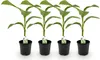 GreenboutiQ - Obstpflanze - Bananenpflanze - Musa Basjoo - Produktbild-Vorschau 1
