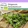 SAFLAX - BIO - oregano - Origanum heracleoticum - 1500 Náhled obrázku produktu 10