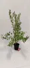 Vaccinium corymbosum 'Pink Lemonade' baie rose bleue - Voir les images du produit 4
