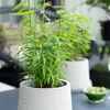 Bambou Fargesia Blue Dragon, 12 plants, Ø14cm, hauteur Voir les images du produit 5