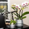 Kolibri Orchideje – bílá orchidej Phalaenopsis, minerální Náhled obrázku produktu 2