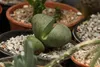 SAFLAX - živá žula - Pleiospilos nelii - 40 Semená - S Náhľad obrázku produktu 6