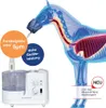 Mediware Ultraschall Inhalator für Pferde, stufenlos Produktbild-Vorschau 3