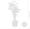 Bloomique - Zestaw 2 szt. - Polyscias Fabian - Aralia - Podgląd zdjęcia produktu 7