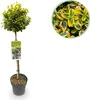Green boutiQ - Plant op Stam - Euonymus fortunei Emerald n Voir les images du produit 1