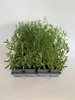 1 Stück, Topf 9cm, Bodendecker Lavendula angustifolia Produktbild-Vorschau 3