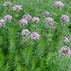 6 x Scheinwaldmeister - Phuopsis stylosa  | Topf 9x9 cm Produktbild-Vorschau 2