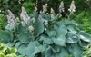 Stauden Gänge 3 x Hosta plantaginea 'Fragrant Blue' im 1 Produktbild-Vorschau 2