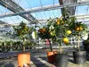 Citrus Yuzu 70 - 80 cm, Zitronenbaum Zitrone, japanische Produktbild-Vorschau 3