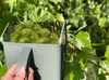 Beerenpflücker Heidelbeerkamm Rechenschaufel Johannisbeeren Produktbild-Vorschau 9