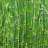 3er Set - Juncus Spiralis - Korkenzieherbinse - Liebeslocke Produktbild-Vorschau 3