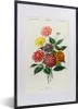 MuchoWow® MuchoWow® Gerahmtes Poster Botanik - Weinlese - Produktbild-Vorschau 1