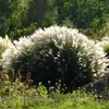 Stauden Gänge 3 x Miscanthus sinensis 'Yaku Jima' im 1 Produktbild-Vorschau 7