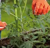 Bradas TYD1X20 Gartenkabel 20 m Produktbild-Vorschau 4