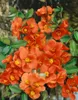 Chaenomeles japonica, Zierquitte, 40–60 cm, leuchtend rot Produktbild-Vorschau 14