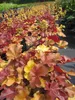 Heuchera micrantha Blondie - Purpurglöckchen Blondie - Produktbild-Vorschau 4