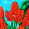 Tulipan Orange Benex Podgląd zdjęcia produktu 2