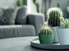 Three potted cacti are arranged on a tray on a table, with a blurred living room setting in the background. Produktbild-Vorschau