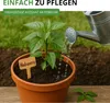 Chili Habanero Mix Samen - sehr scharf - Capsicum chinese - Produktbild-Vorschau 8