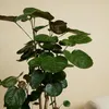 Bloomique - Polyscias Fabian - Aralia - Plantes d'intérieur Voir les images du produit 5