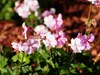 Stauden Gänge 1 x Geranium cantabrigiense 'Biokovo' -  Produktbild-Vorschau 6