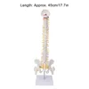 Model kręgosłupa, elastyczny anatomiczny model kręgosłupa z Podgląd zdjęcia produktu 6