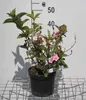 Weigela hybr. 'Carnaval'® ('courtalor'®) - Klinová ľalia Náhľad obrázku produktu 1