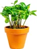Gardners Coffea arabica, priemer 9 cm Náhľad obrázku produktu 4
