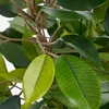 Umělá rostlina březový fíkus Ficus natasja Ø 30 H 40 cm Náhled obrázku produktu 8