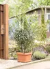 Blumentopf Untersetzer geli VIVA Square Kunststoff 45 x 45 Produktbild-Vorschau 2
