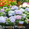 40 vasi da giardino in plastica da 10 cm, vasi per la Anteprima dell’immagine prodotto 5