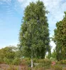 Hänge-Birke ´FASTIGIATA´ 160-170 cm, Cont. 3 l Produktbild-Vorschau 1
